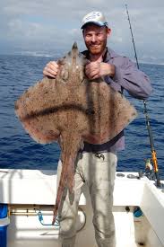 Image result for Rostroraja alba