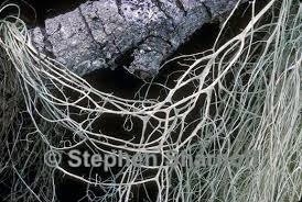 Attēlu rezultāti vaicājumam “Ramalina thrausta”