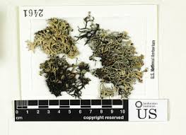 Attēlu rezultāti vaicājumam “Hypotrachyna sp.”