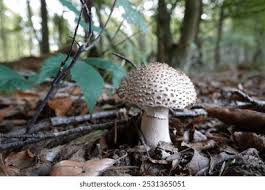 Attēlu rezultāti vaicājumam “Lepiota aspera”