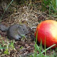 Attēlu rezultāti vaicājumam “Microtus agrestis”