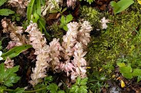 Attēlu rezultāti vaicājumam “Lathraea squamaria flower”