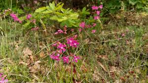 Attēlu rezultāti vaicājumam “Silene viscaria”