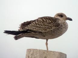 Attēlu rezultāti vaicājumam “Larus marinus”