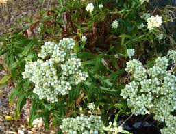 Attēlu rezultāti vaicājumam “Anaphalis margaritacea”
