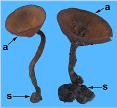 Attēlu rezultāti vaicājumam “Dumontinia tuberosa”