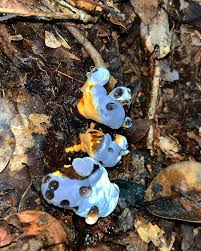 Attēlu rezultāti vaicājumam “Badhamia capsulifera var. arborea sessile”