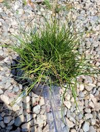 Attēlu rezultāti vaicājumam “Carex remota”