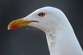 Image result for Larus cachinnans