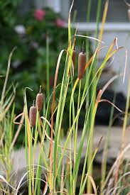 Attēlu rezultāti vaicājumam “Typhaceae”