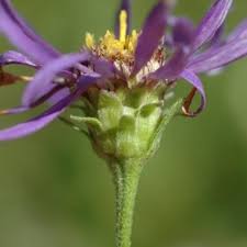 Image result for Aster amellus