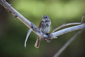 Image result for Melospiza melodia