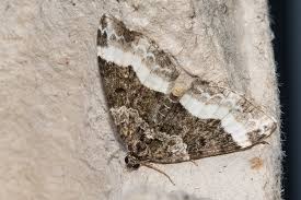 Attēlu rezultāti vaicājumam “Euphyia unangulata”