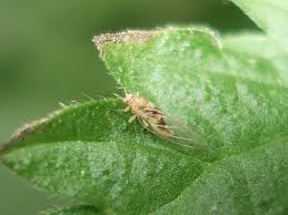 Attēlu rezultāti vaicājumam “Trioza dispar”