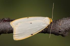 Attēlu rezultāti vaicājumam “Cybosia mesomella”