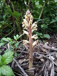 Attēlu rezultāti vaicājumam “Orobanche reticulata”