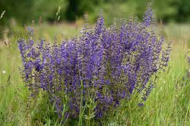 Image result for Salvia pratensis