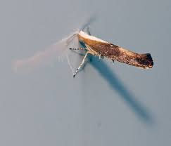 Attēlu rezultāti vaicājumam “Argyresthia semifusca”