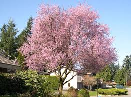 Attēlu rezultāti vaicājumam “Prunus cerasifera var. divaricata flower”