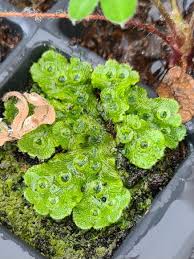 Attēlu rezultāti vaicājumam “Cephalozia loitlesbergeri”