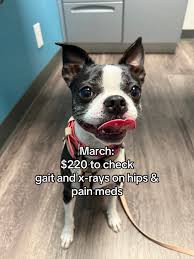 Image result for Boothtown Terriers A R L F C