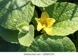 Attēlu rezultāti vaicājumam “Thladiantha dubia leaf”