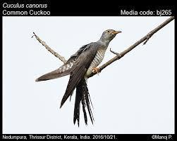 Attēlu rezultāti vaicājumam “Cuculus canorus”