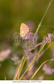 Attēlu rezultāti vaicājumam “Lycaena virgaureae male”