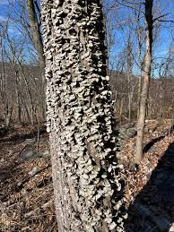 Attēlu rezultāti vaicājumam “Stereum fasciatum”