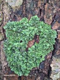 Attēlu rezultāti vaicājumam “Pleurosticta acetabulum”