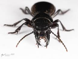 Attēlu rezultāti vaicājumam “Carabidae”