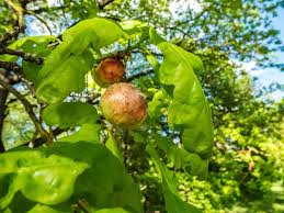 Attēlu rezultāti vaicājumam “Quercus robur fruit”