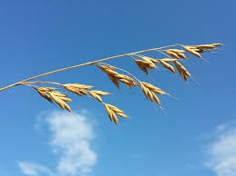 Attēlu rezultāti vaicājumam “Bromus secalinus”