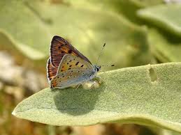 Attēlu rezultāti vaicājumam “Lycaena alciphron male”