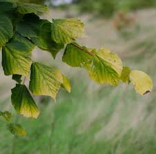 Attēlu rezultāti vaicājumam “Tilia x moltkei leaf”