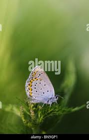 Attēlu rezultāti vaicājumam “Plebejus argyrognomon underside”