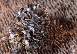 Attēlu rezultāti vaicājumam “Mollisia amenticola”