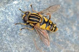 Attēlu rezultāti vaicājumam “Helophilus hybridus male”