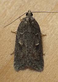 Attēlu rezultāti vaicājumam “Elachistidae”