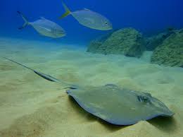 Image result for Hypanus longus