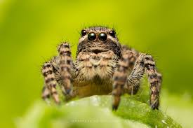 Attēlu rezultāti vaicājumam “Aelurillus v-insignitus”