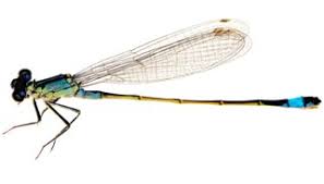 Attēlu rezultāti vaicājumam “Ischnura elegans”