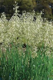 Attēlu rezultāti vaicājumam “Hierochloe odorata flower”