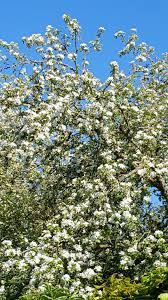 Attēlu rezultāti vaicājumam “Padus avium flower”