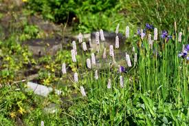 Attēlu rezultāti vaicājumam “Bistorta major”