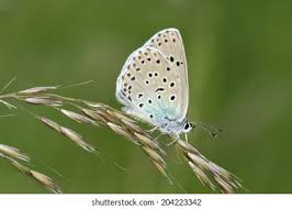 Attēlu rezultāti vaicājumam “Phengaris arion underside”