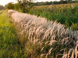 Attēlu rezultāti vaicājumam “Calamagrostis epigeios”