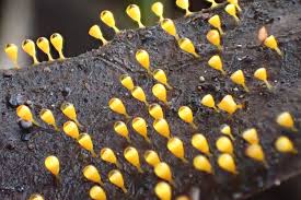 Attēlu rezultāti vaicājumam “Craterium aureonucleatum”