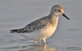 Image result for Calidris pusilla