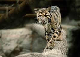 Image result for Essex Leopards